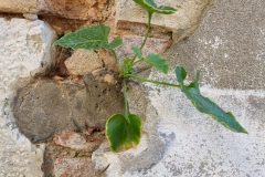E-Highly-Commended-Green-shoots-sprout-from-a-ruined-wall-in-Venice-Christine-R-scaled