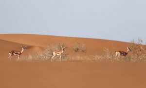  Nature and wildlife tours in Morocco 