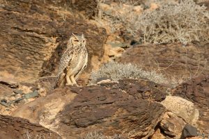 Bubo ascalaphus- Pharaoh Eagle-Owl