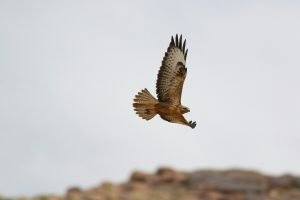 Buteo rufinus cirtensis (Long-legged Buzzard (Atlas))