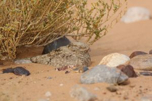 Caprimulgus aegyptius - Egyptian Nightjar.