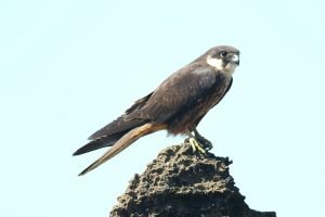 Falco eleonorae - Eleonora's Falcon