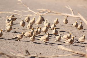 spotted sandgrouse