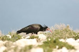 Geronticus eremita - Northern Bald Ibis