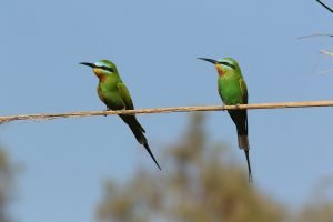Merops persicus - Blue-cheeked Bee-eater