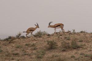 Wildlife in Morocco