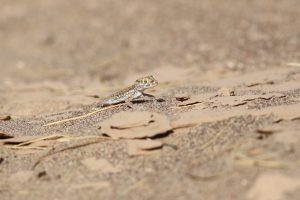 Stenodactylus petrii