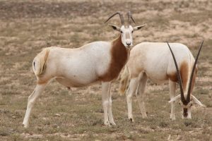Oryx algazelle (Oryx dammah)