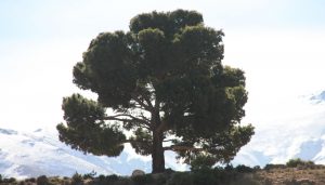 Pinus_halepensis