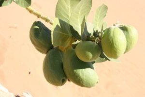 calotropis procera