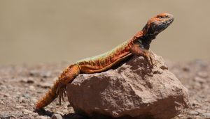 uromastyx nigriventris