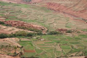 terraced crops