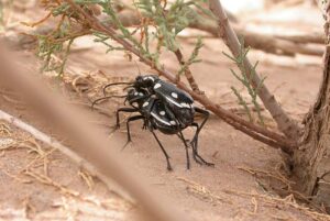 Anthia sexmaculata