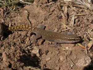 Saurodactylus brosseti