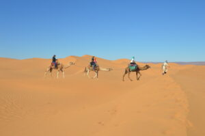 camel trip