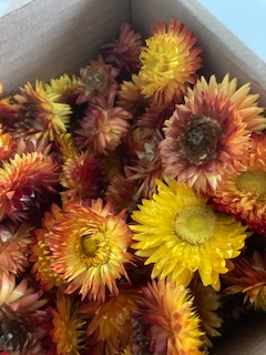 Tørrede blomster, Gule-image