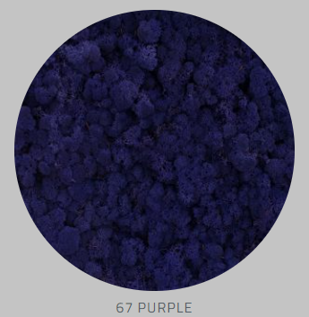 Rensdyrmos, Purple-image