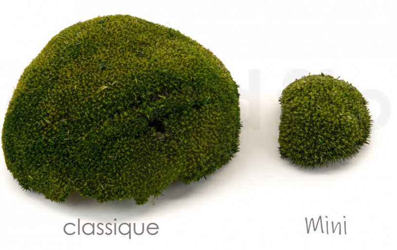 Mini Ball mos, nature main image