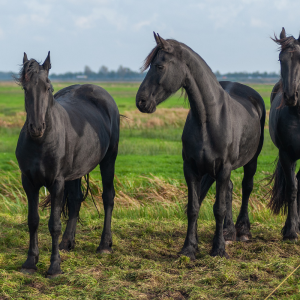 Friese Paarden - Pixabay