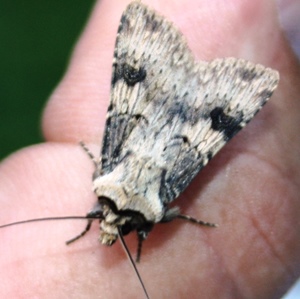 In de tuin van entomoloog Peter Berx; enkele zeldzame soorten voor Limburg