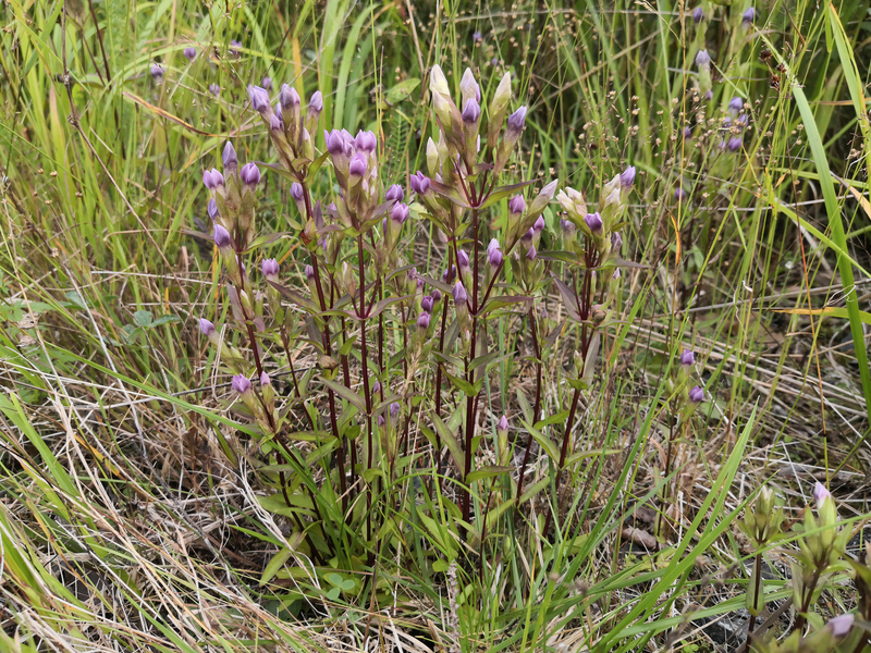 Betesmarkerna, Fältgentiana