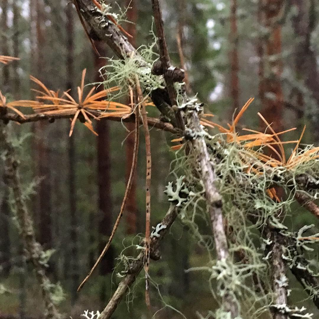 Skyddsvärd flora, skogen