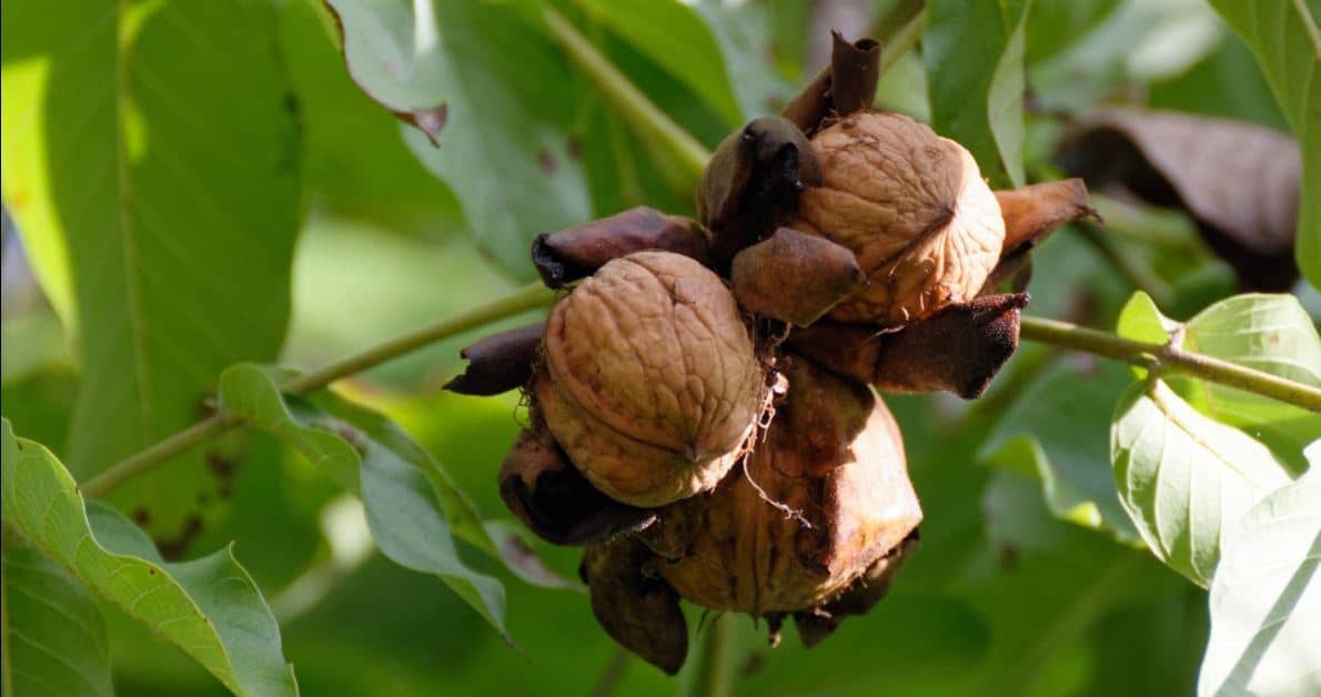 Bulgarian walnuts
