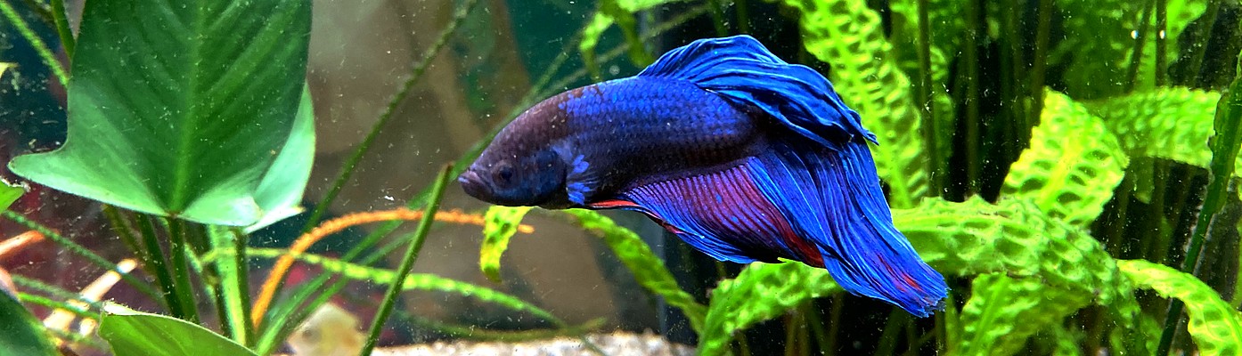 Akvarium - MP Tropefisk Sortiment kan svinge