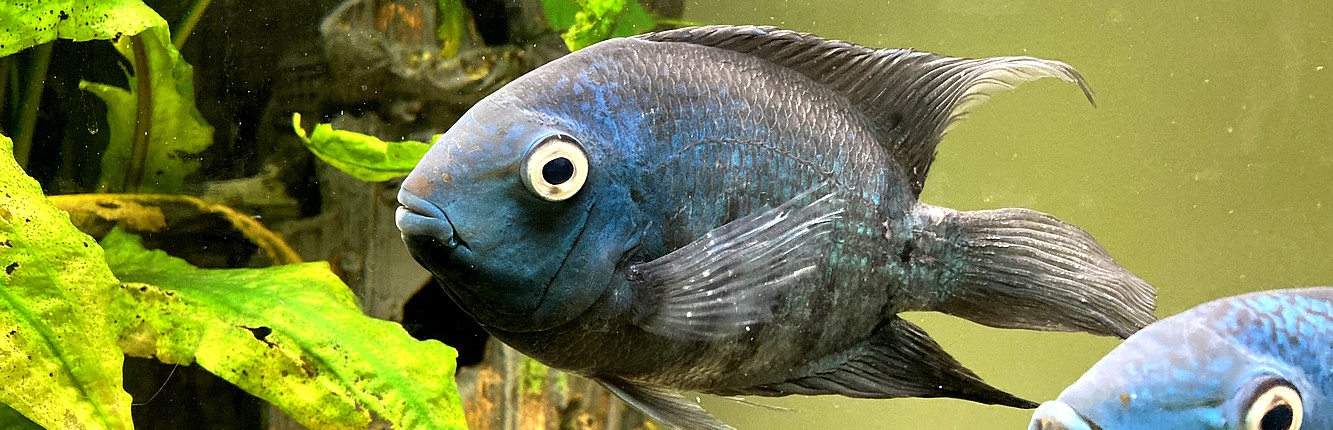 Planter - MP Tropefisk hele tiden nye planter, nye arter