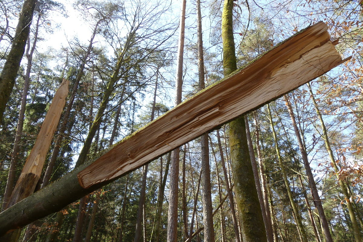 Du betrachtest gerade Bäume pflanzen