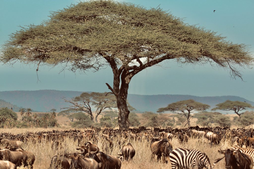 Safari, Tanzania