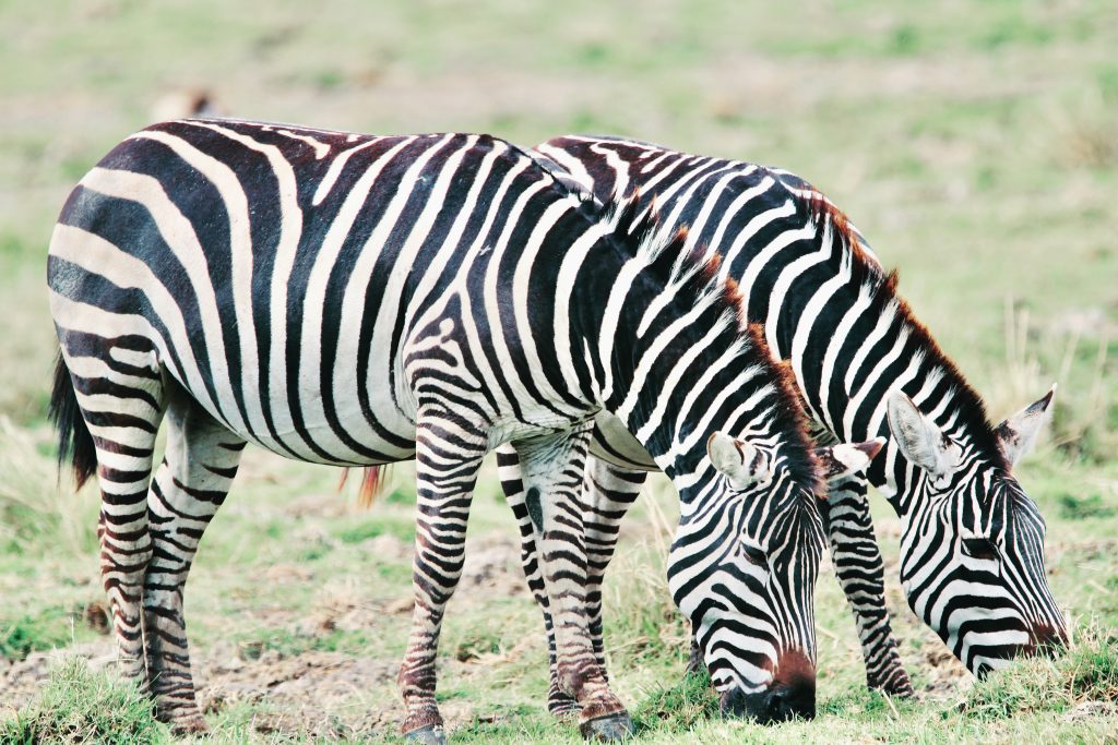 On safari in Ngorongoro