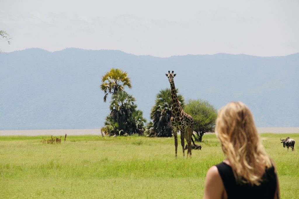 Giraffe at Maramboi in Tanzania