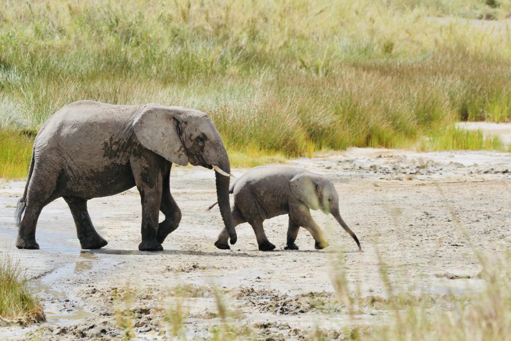 Tarangire, Tanzania