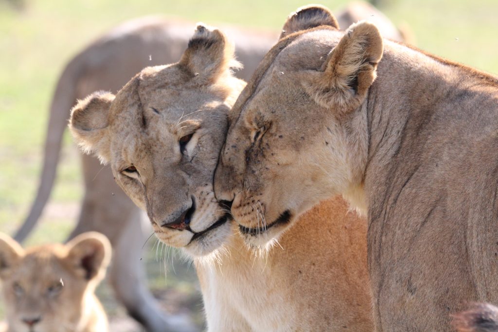 lions on safari in Serengeti, Tanzania