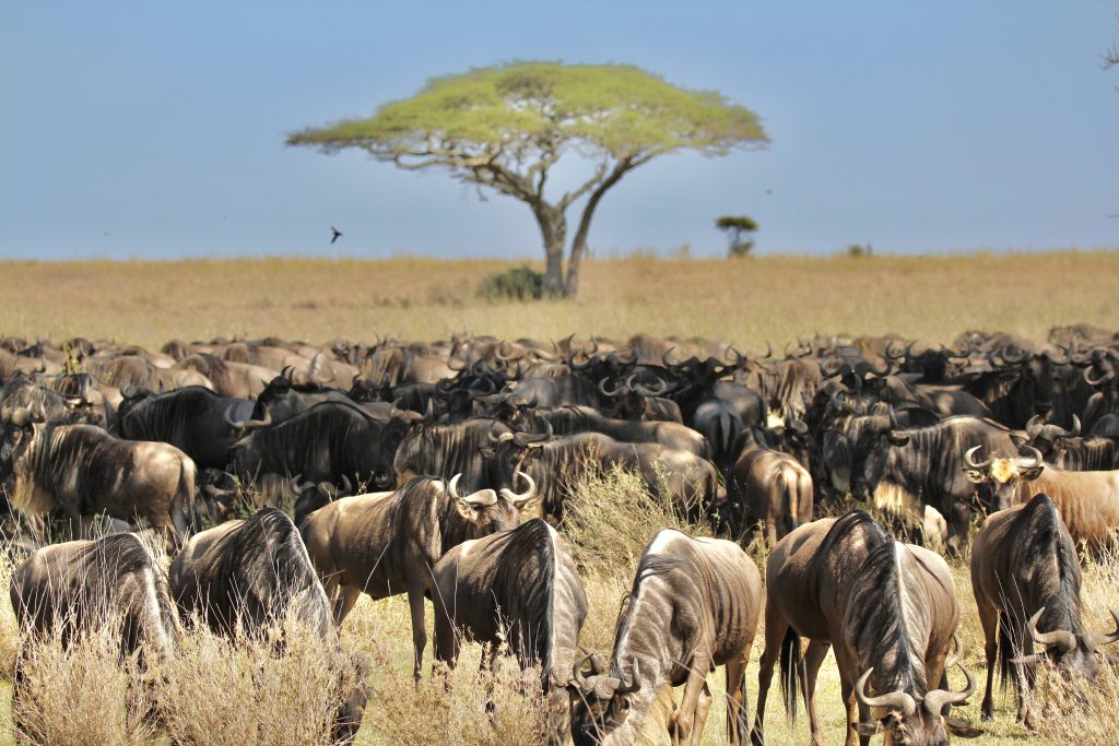 The great migration in Serengeti