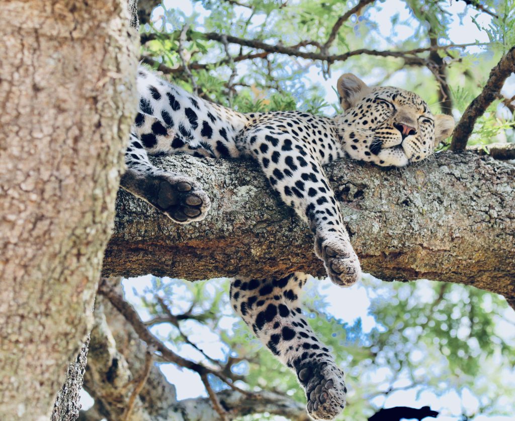 Sleepy leopard in Serengeti, Tanzania