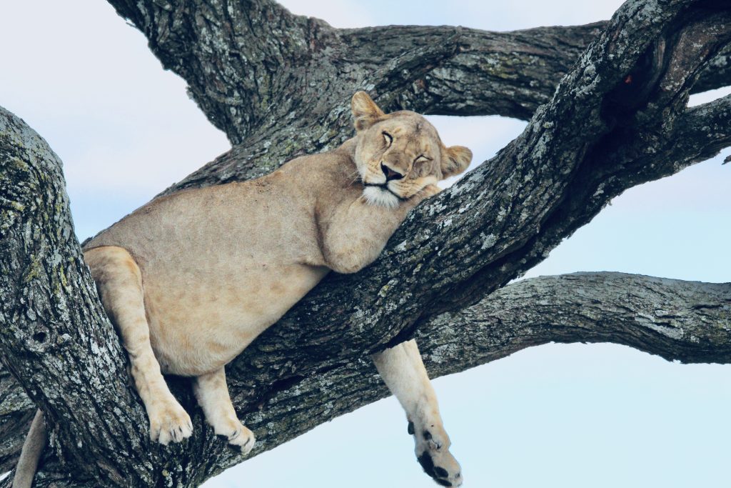 A sleeping lion in Serengeti, Tanzania