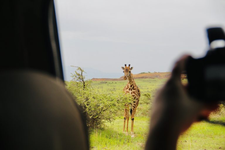 A giraffe on safari