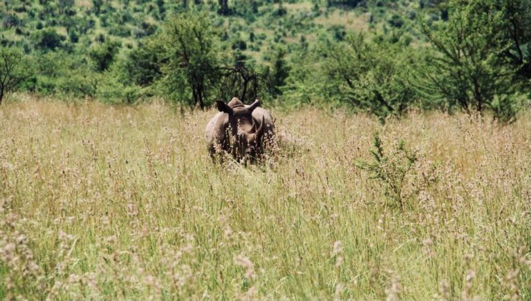 Black Rhino is one of the Big 5