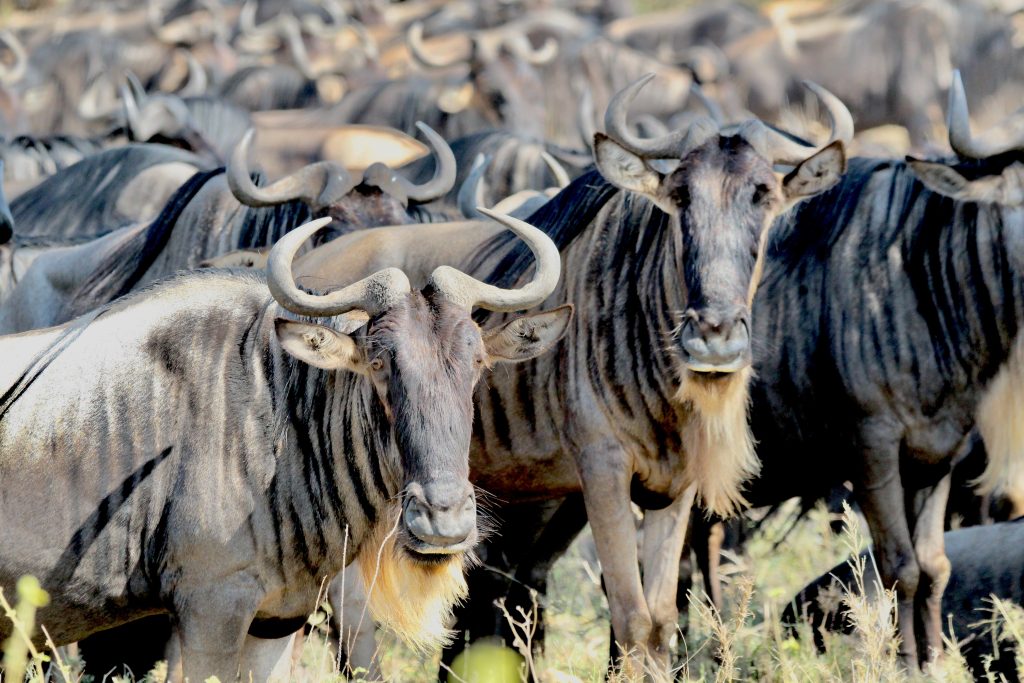 Wildebeest in Serengeti, Tanzania