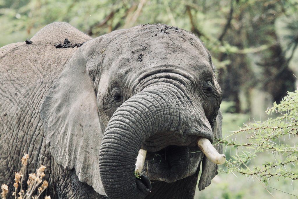 eye to eye with an elephant in Tanzania