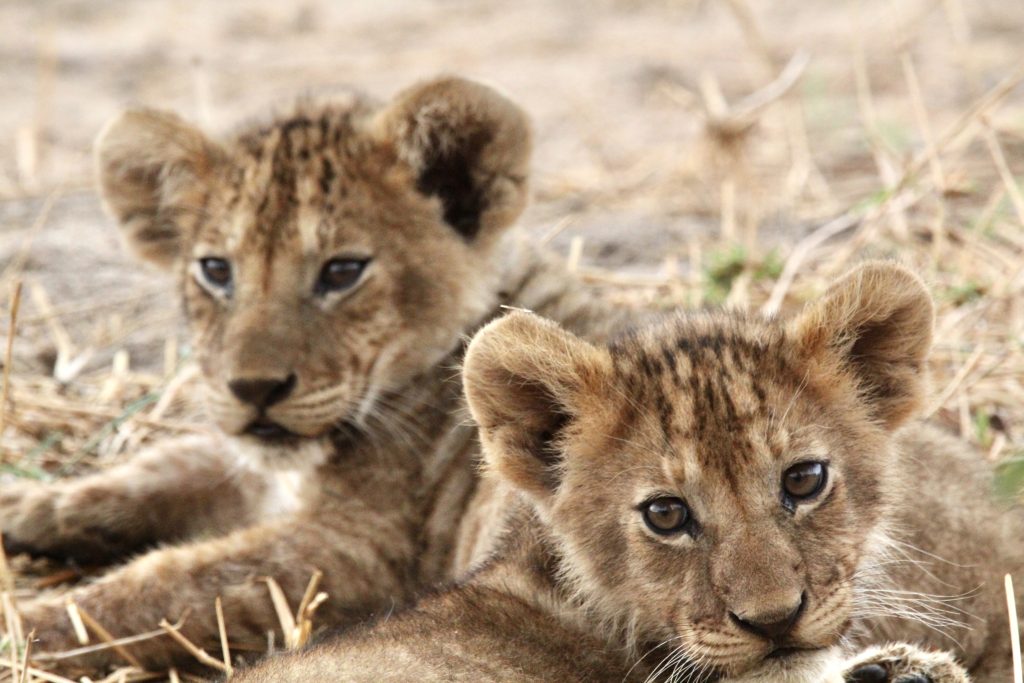 Lion cubs on safari in Tanzania