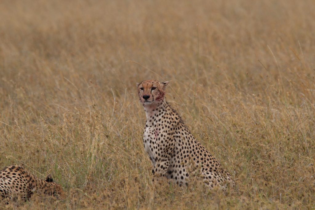 Cheetahs in Serengeti, Tanzania