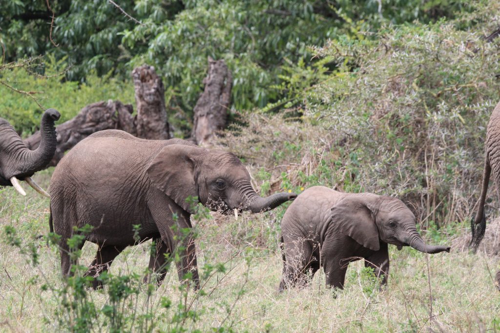 Safari in Ngorongoro