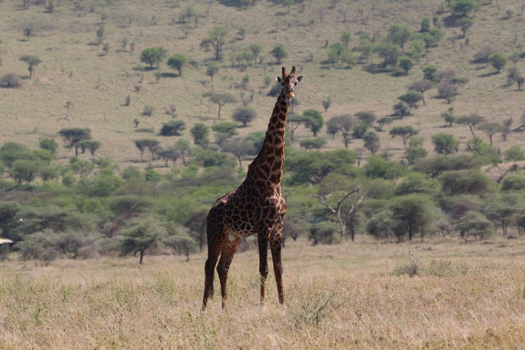 Safari in Serengeti