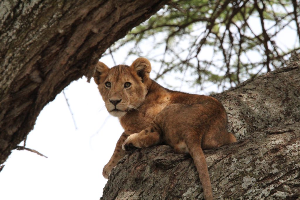 Safari in Serengeti