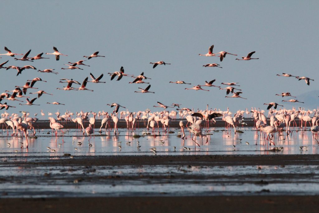 Lake Natron