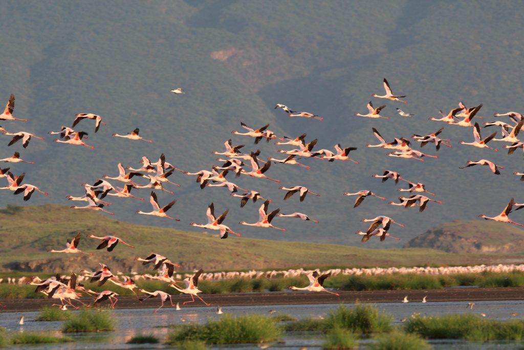 Lake Natron