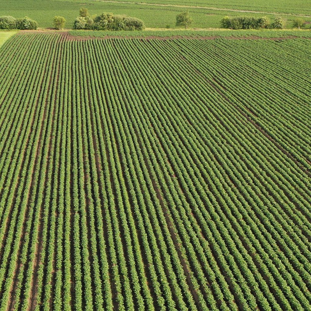 Kartoffelmark efter rensning med Opti Weeder senere på året